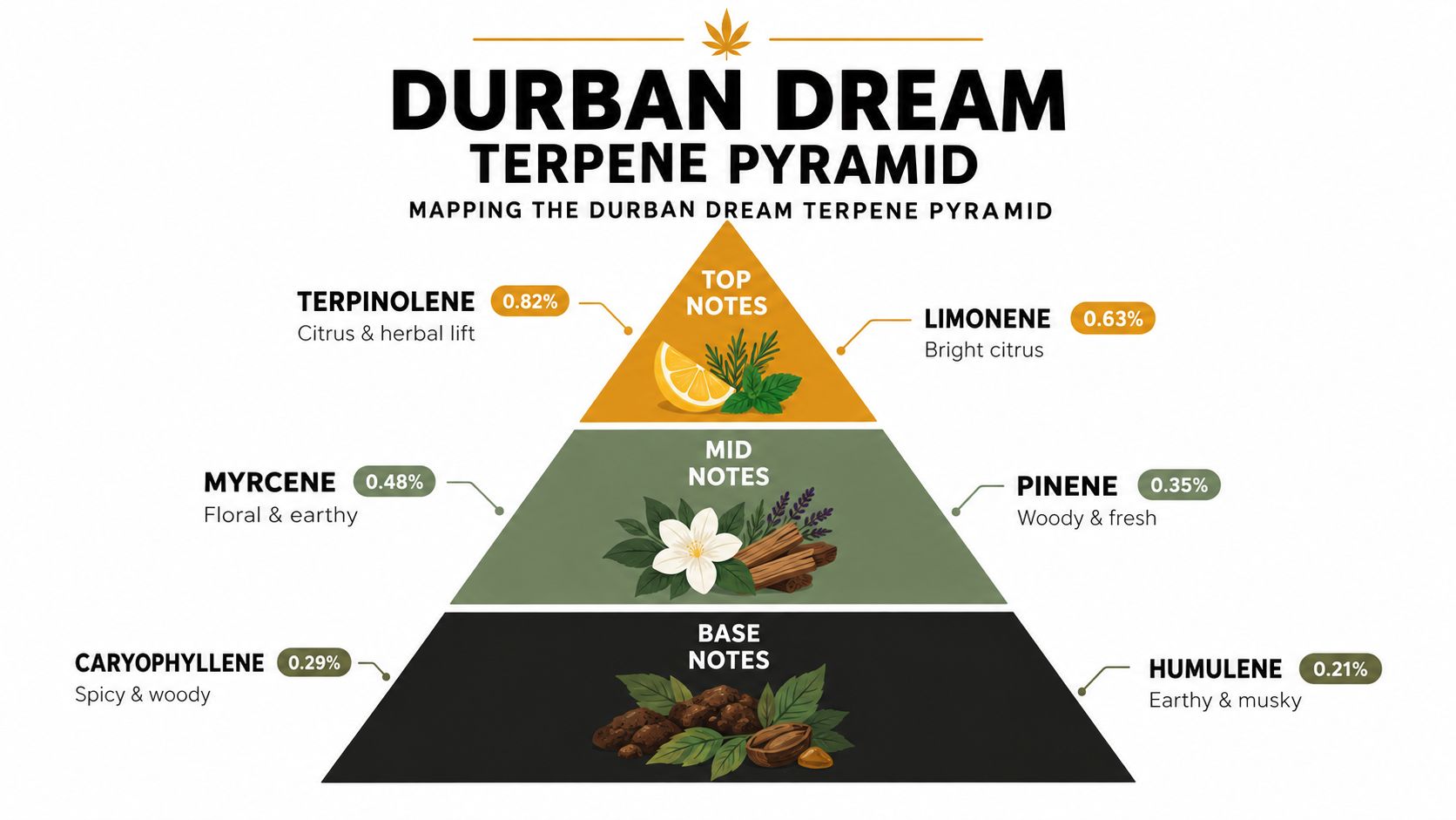 A visual terpene profile pyramid for the Durban Dream strain, illustrating various fragrance notes and percentages.