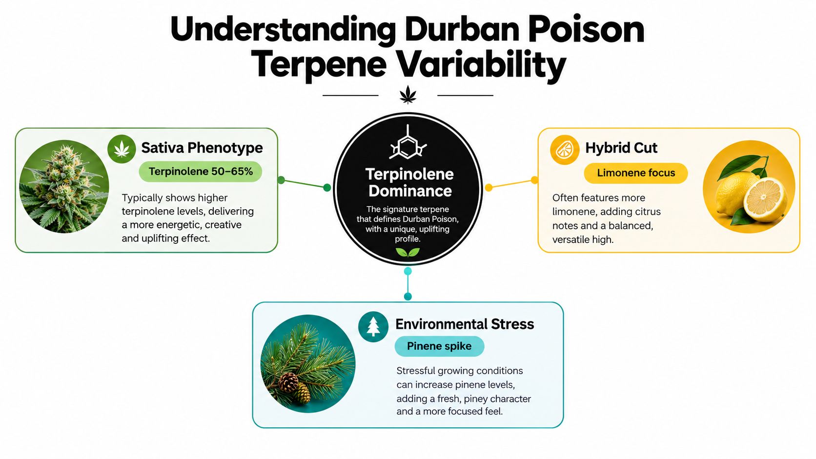 A diagram explaining the terpene variability of Durban Poison cannabis, highlighting Sativa, Hybrid, and environmental influences.
