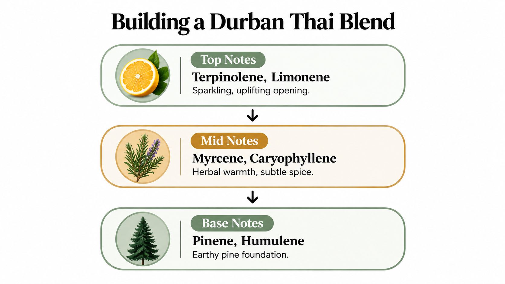 A diagram illustrating the terpene profile for a Durban Thai blend, categorized by top, mid, and base notes.