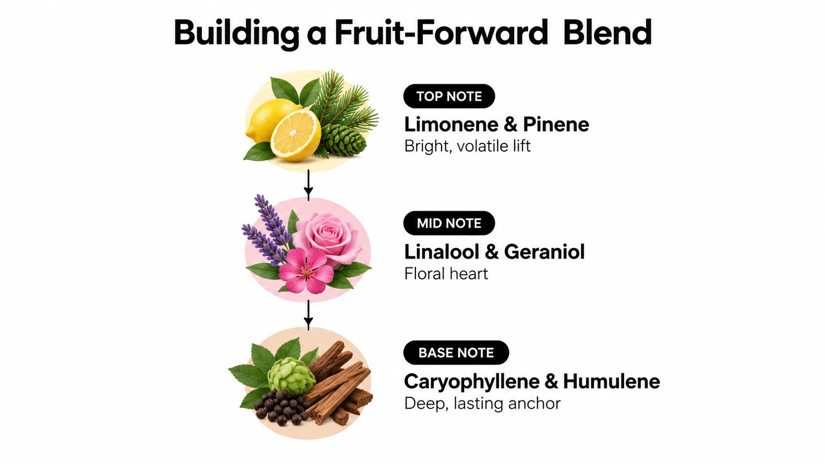 A diagram illustrating how to build a fruit-forward scent blend using top, mid, and base note terpenes.