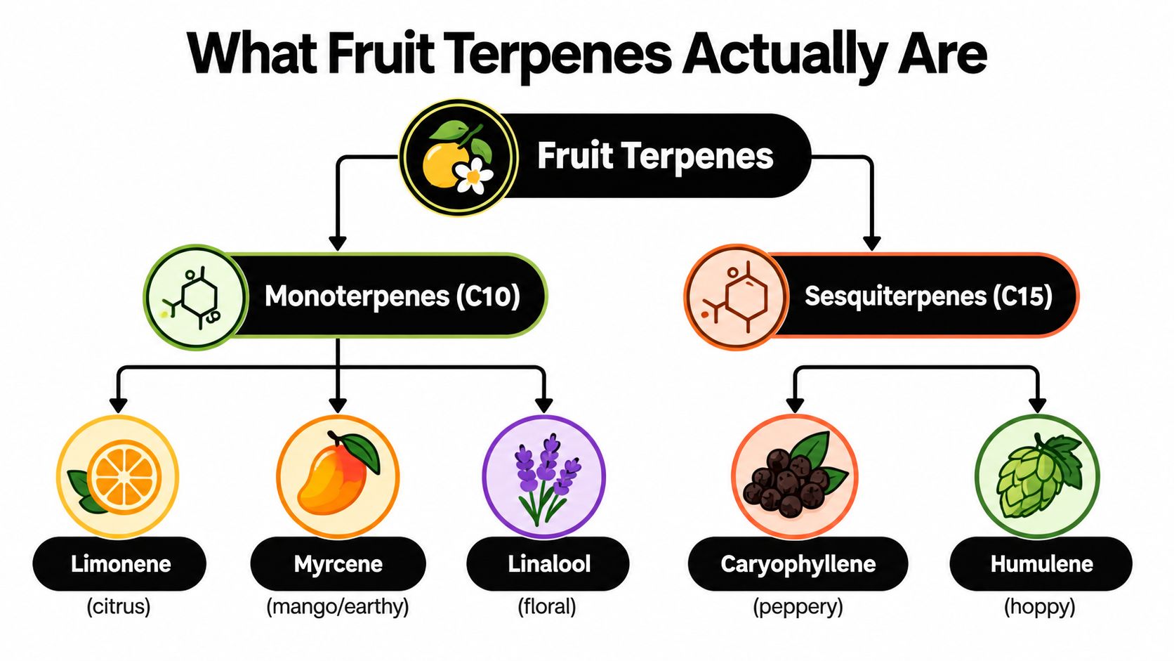 A diagram illustrating the classification of fruit terpenes into monoterpenes and sesquiterpenes with specific examples like limonene.