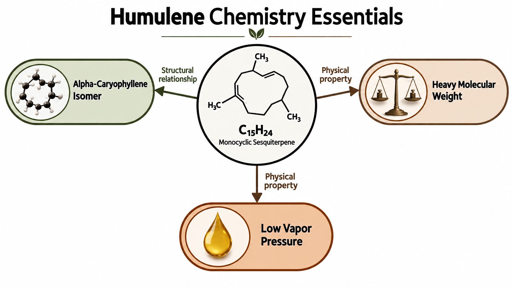 A diagram titled Humulene Chemistry Essentials explaining its structural relationship and physical properties as a sesquiterpene molecule.