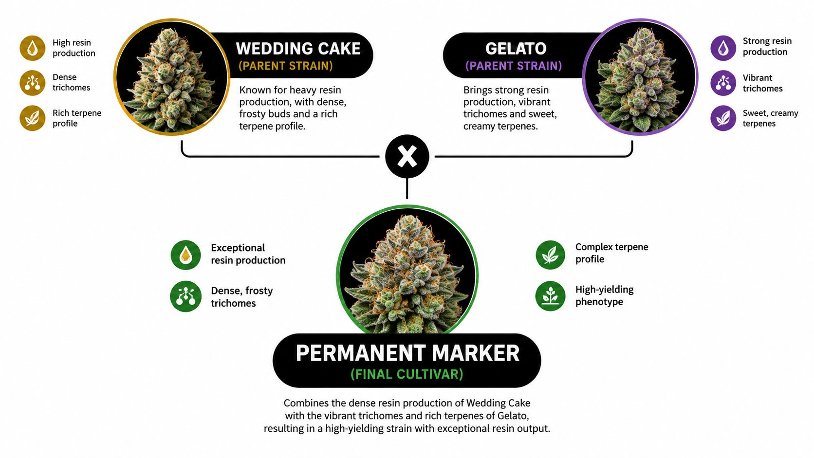 A genetic diagram showing the cannabis strain Permanent Marker bred from Wedding Cake and Gelato parent strains.