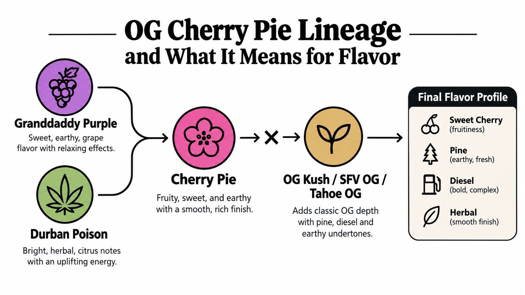 A diagram illustrating the genetic lineage of OG Cherry Pie strain and its characteristic flavor profile.