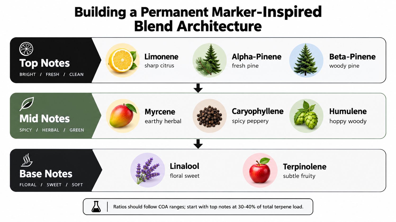 A diagram outlining the Permanent Marker cannabis strain terpene profile with top, mid, and base notes.