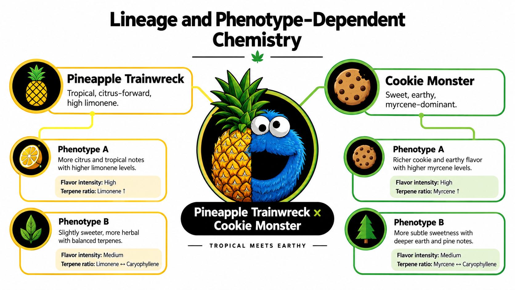 An infographic showing the lineage and phenotypic chemistry of Pineapple Trainwreck and Cookie Monster cannabis strains.