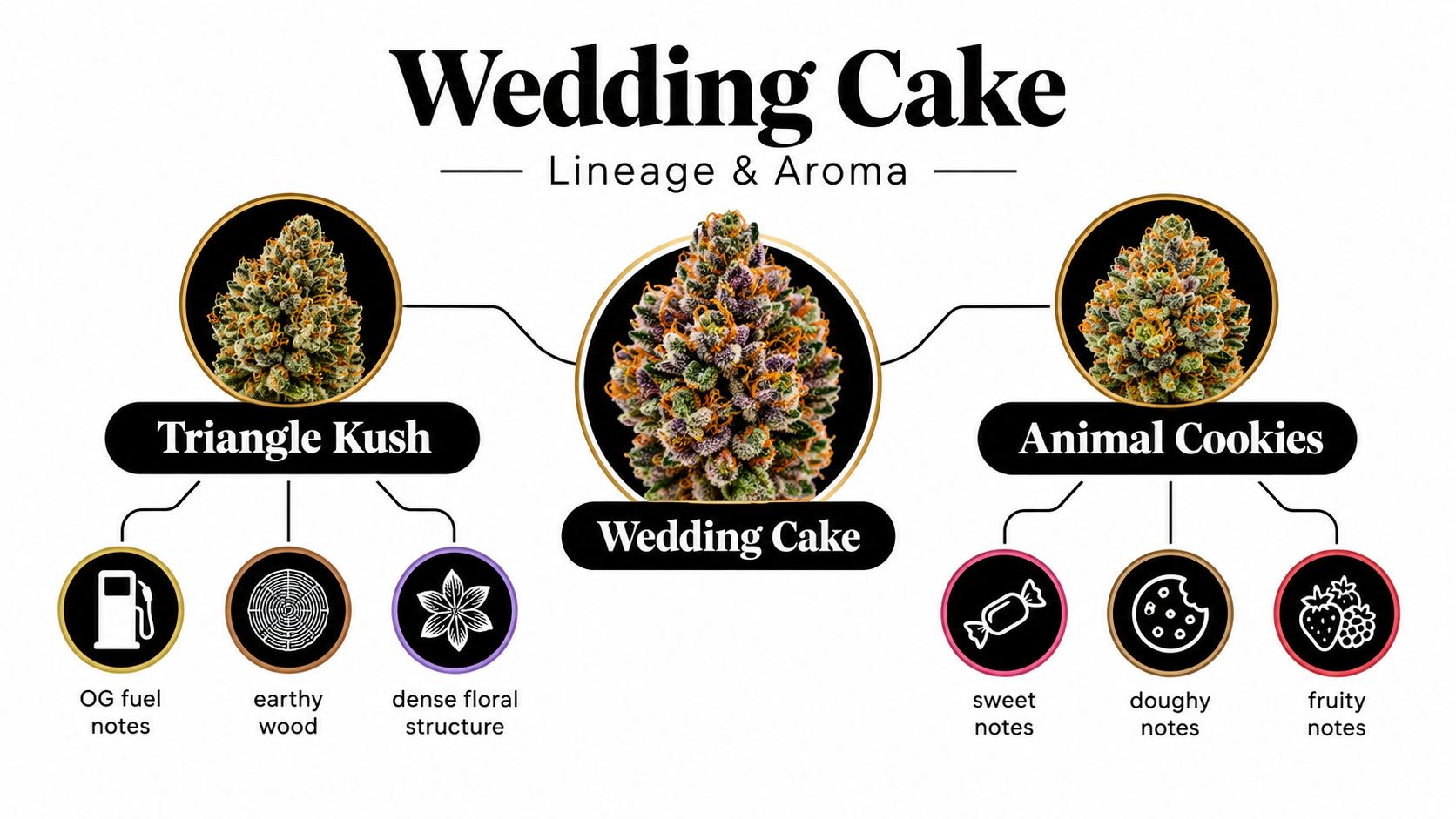 A diagram illustrating the lineage and aroma profile of the Wedding Cake cannabis strain featuring its parents.