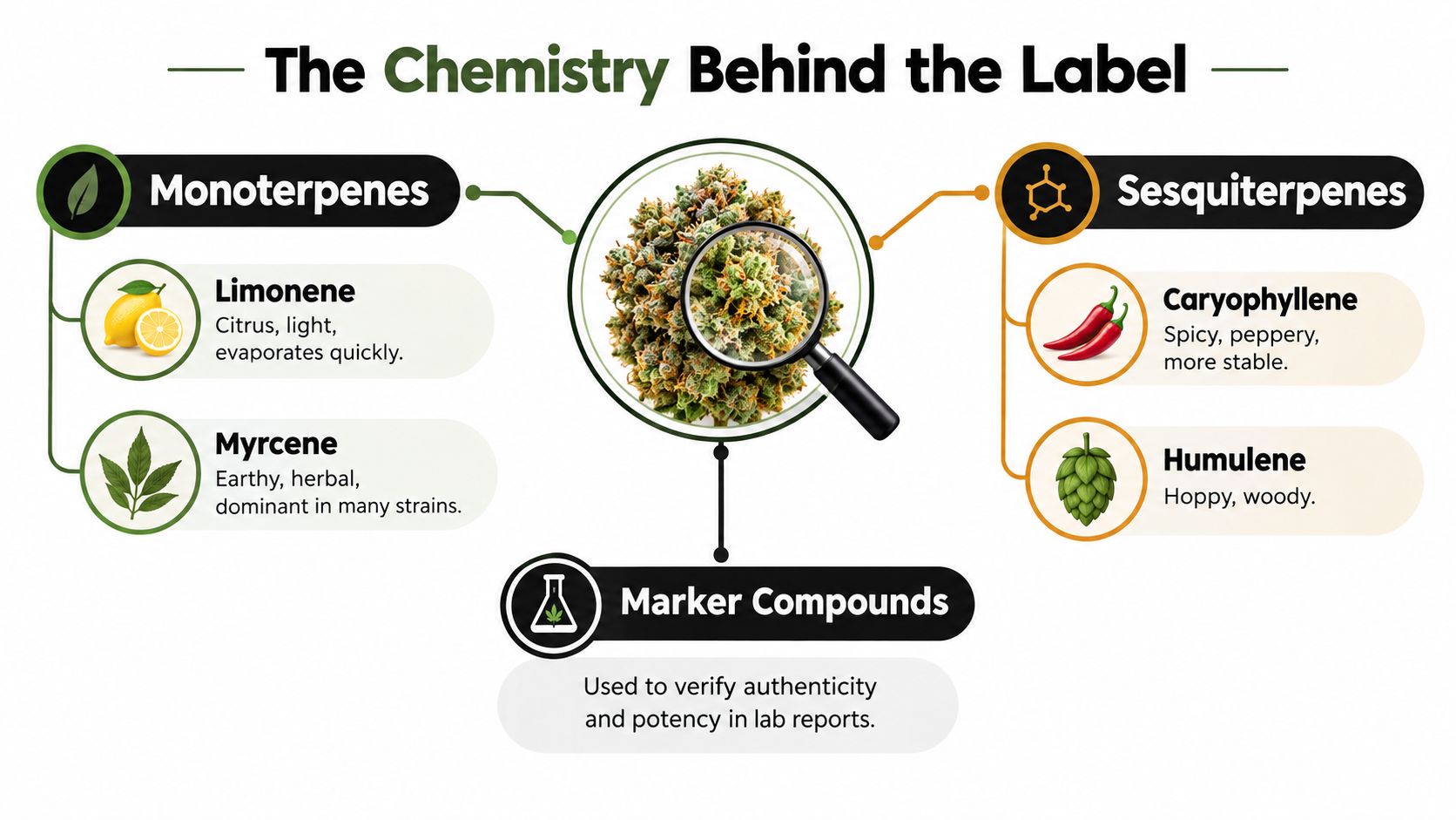 An infographic titled The Chemistry Behind the Label displaying monoterpenes and sesquiterpenes found in cannabis flowers.