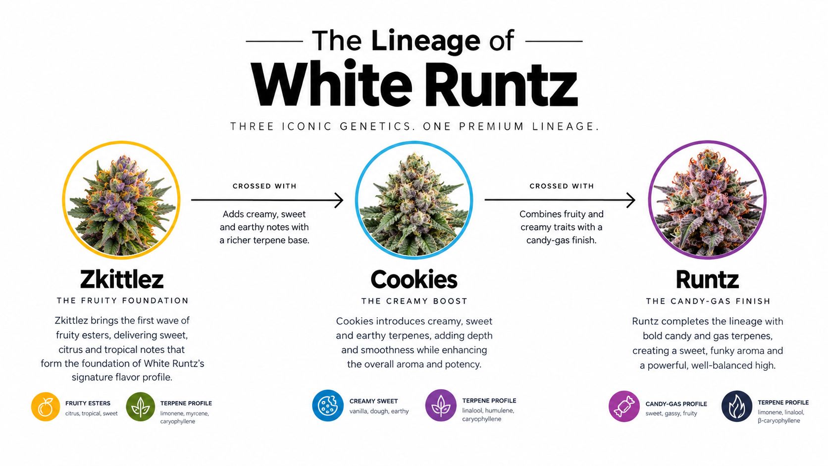 An infographic detailing the lineage of the White Runtz cannabis strain featuring Zkittlez, Cookies, and Runtz.