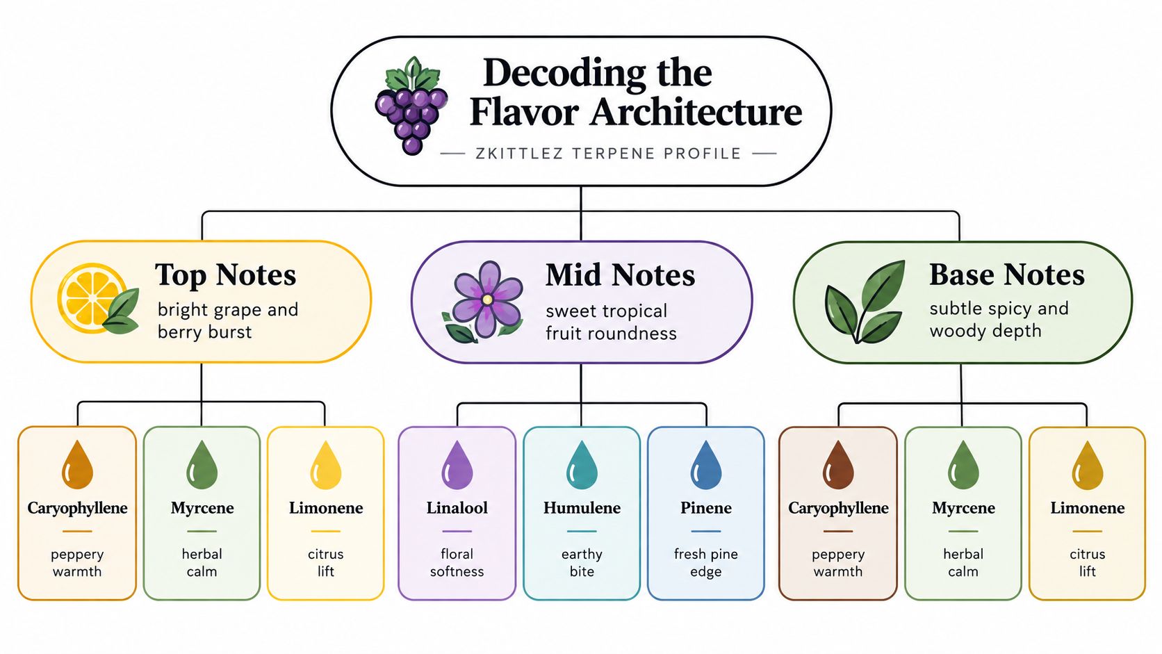 A diagram titled Decoding the Flavor Architecture of Zkittlez terpene profile with top, mid, and base notes.